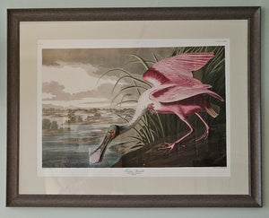 Pink Spoonbill Framed Art